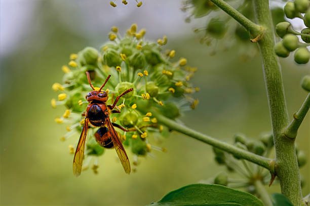 istock Close up from a hornet on ivy blossoms. 2235618810