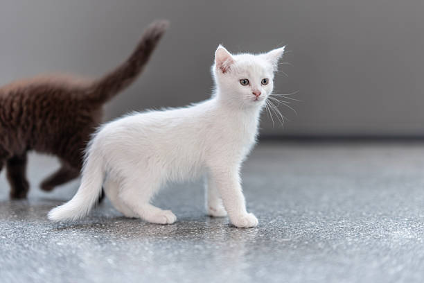 istock Adorable White Kitten and Brown Kitty Exploring a Bright Room 2235619171