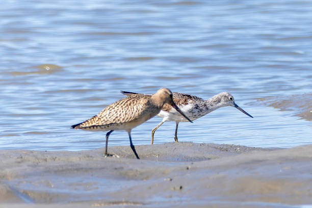 Greenshank and Bar-tailed Godwit walking in the tidal flat beach.