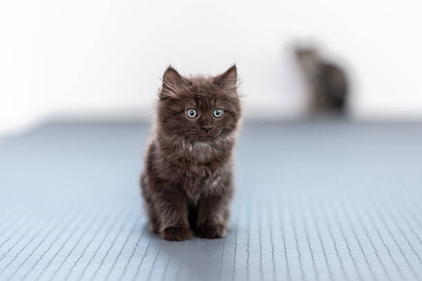 A small brown kitten sits on a textured blue surface with another cat blurred in the background, creating a serene and warm atmosphere.