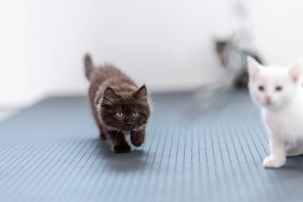 istock Adorable Fluffy Kittens Exploring a Blue Rug Indoors 2235620323