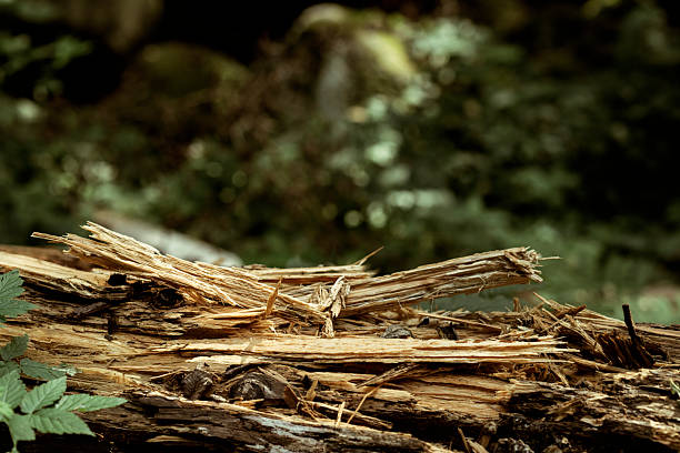 A cut tree trunk in a mountain forest in Piedmont, Maritime Alps.
