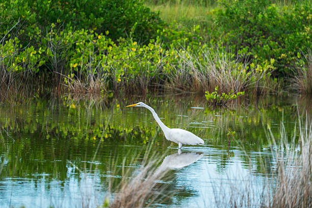 istock Great Egret Standing In Wetlands (Ardea alba) Florida, USA 2235621700