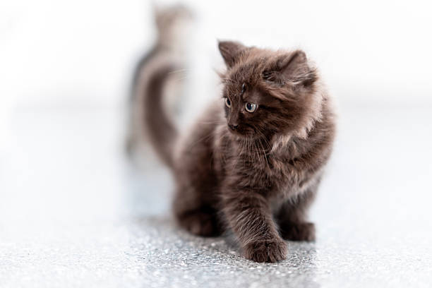 Charming image of a fluffy brown kitten looking attentively to the side, captured with bright soft lighting, showcasing its innocent demeanor against a minimalist white background.