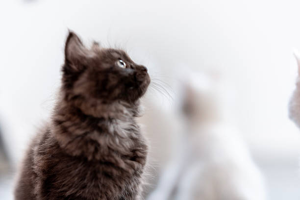 A beautiful dark-colored kitten sitting inside, gazing upwards with curiosity. The image captures the feline's detail against a softly blurred white background, evoking feelings of warmth, innocence, and tranquility.