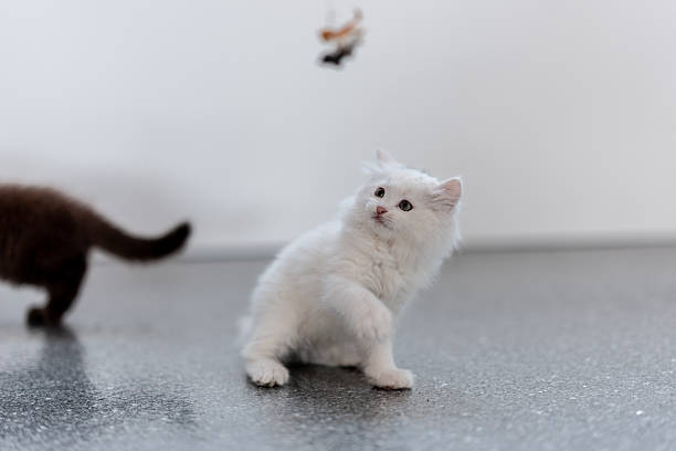 A charming white cat playfully interacts with a mouse on a wooden floor, showcasing feline curiosity.