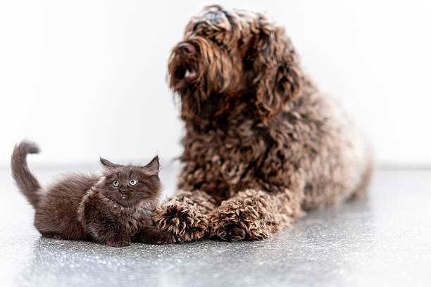 A brown kitten sits closely to a shaggy dog, both appearing calm and connected in a bright indoor space, evoking a sense of companionship and tranquility.