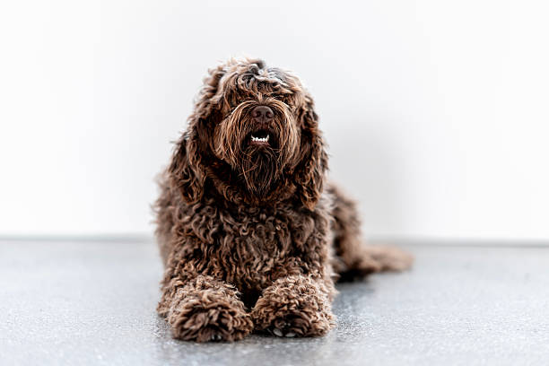 A charming curly-haired dog rests on the ground, exuding calmness and warmth amid a clean, minimal background. This image embodies serenity, companionship, and the joy of having pets.