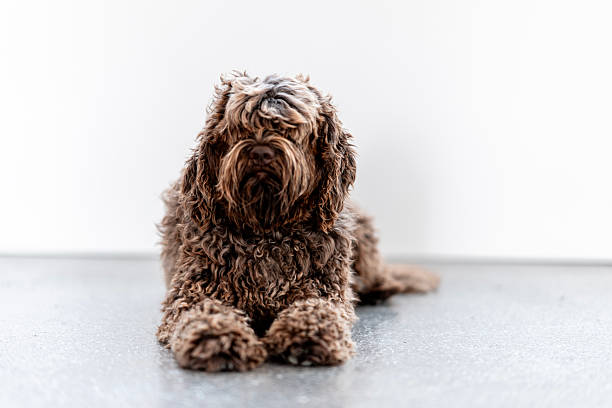Adorable fluffy brown dog with curly fur sitting on a clean, light background creating contrast and focus.