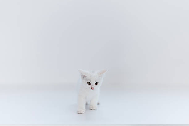 A curious white kitten walks forward on a clean, bright surface, showcasing innocence, playfulness, and gentle curiosity. The minimalistic background emphasizes the purity and simplicity of the scene.