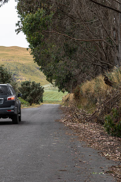 istock Car on rural road beside eucalyptus trees 2235627715