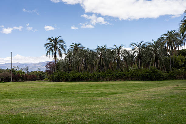 Wide grassy field with tall palm trees and mountains in the distance, creating a natural and peaceful outdoor landscape under a bright blue sky.