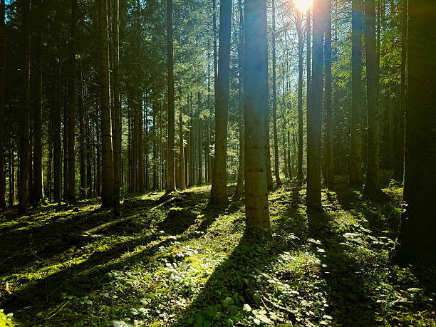 istock Spring in the forest with sunshine 2235633626