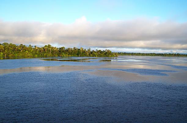 Tropical rainforest rises along the Rio Negro, Amazonas, Brazil.