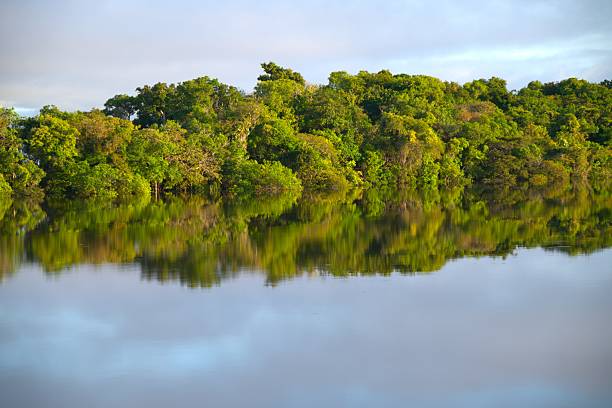 Tropical rainforest is reflected as it rises out of the flooded the Rio Negro, Amazonas, Brazil.