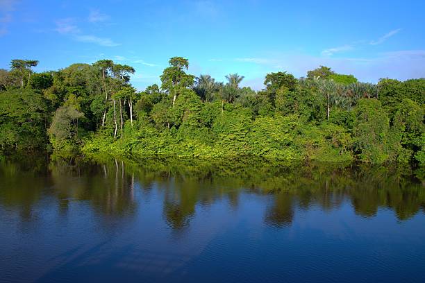 Tropical rainforest rises along the Rio Negro, Amazonas, Brazil.