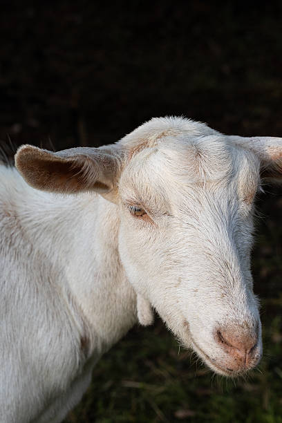 istock White goat (capra) looking to the camera at farm 2235636104