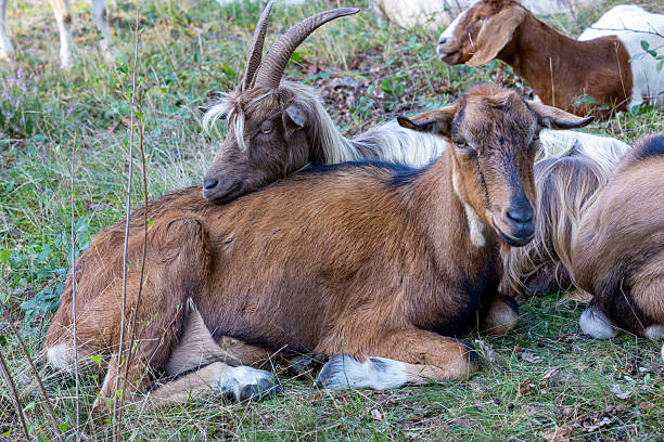 istock Goats (capra) lying in a field of grass in summer sunlight 2235636503
