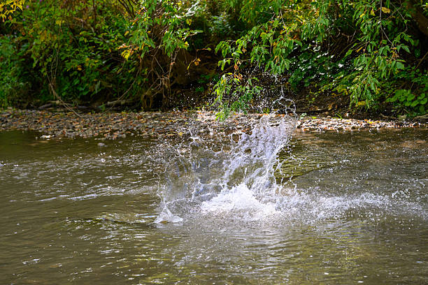 Salmon run of 2025 in mid September in southern Ontario