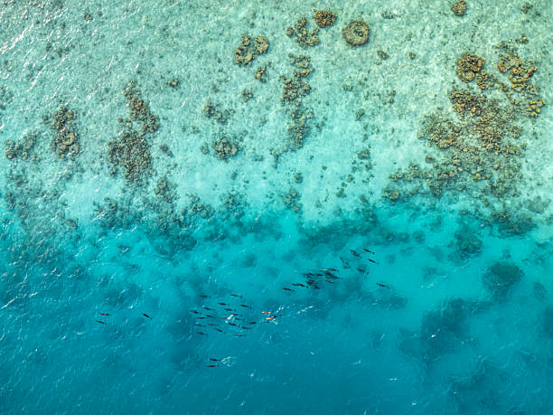 istock Aerial perspective revealing playful dolphins gliding through turquoise waters beside colorful coral reef, highlighting marine ecosystem diversity 2235638655
