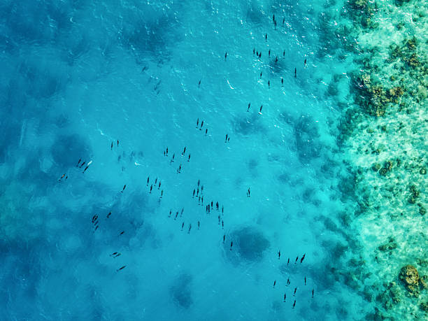 istock Aerial view capturing dolphin pod gliding through turquoise waters alongside vibrant coral reef ecosystem, revealing marine wildlife dynamics 2235638812