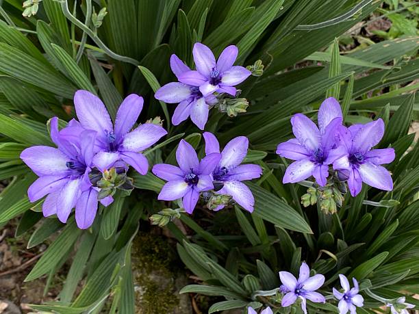 istock Babiana stricta or Baboon Flower 2235639918