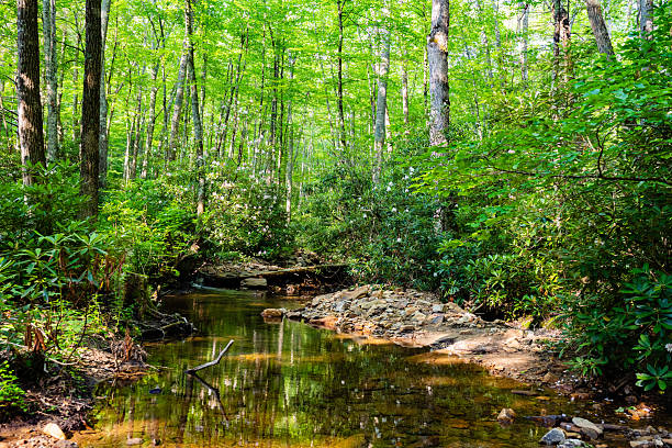 This is a landscape photograph of a woodland stream at the Hurricane Campground at the George Washington & Jefferson National Forest in Virginia on a summer day.