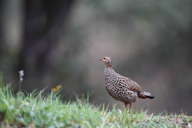 istock Black francolin (Francolinus francolinus asiae ) in North India 2235643500