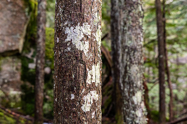 Detail of moss and lichen covered tree trunks in a serene forest setting.