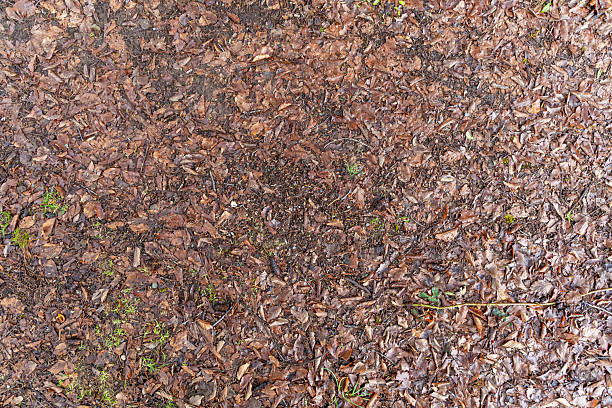 istock Dry Fallen Leaves and Twigs on a Forest Floor in Autumn 2235644151