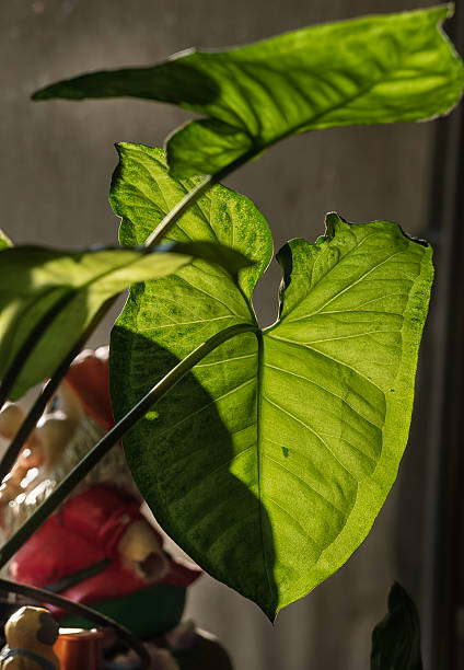 istock Houseplants in the early morning sun. 2235644713