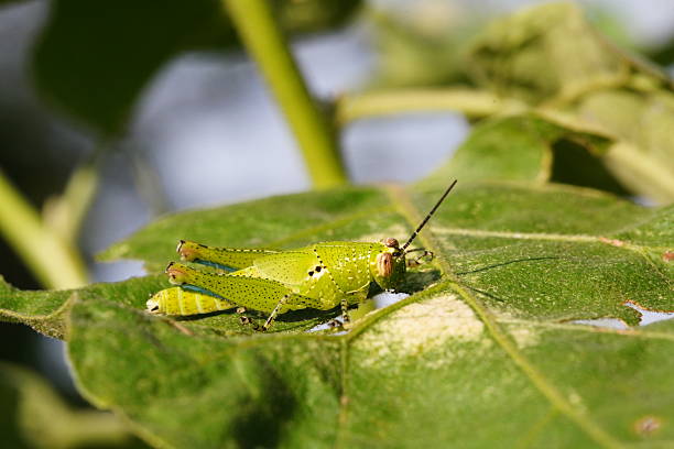 istock Grasshoppers are found in vegetable plots. 2235645760