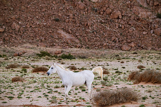 white rearing andalusian stallion isolated on white