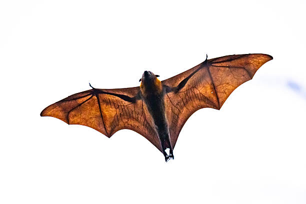 istock A flying fox (Pteropus spp.) soaring overhead, isolated against a white background with sunlight illuminating the delicate membrane of its outstretched wings 2235647746