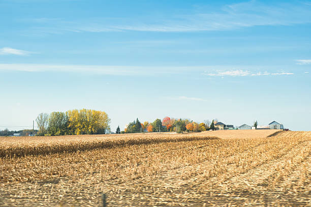 Autumn Landscape - Blue Skies with Colorful Trees