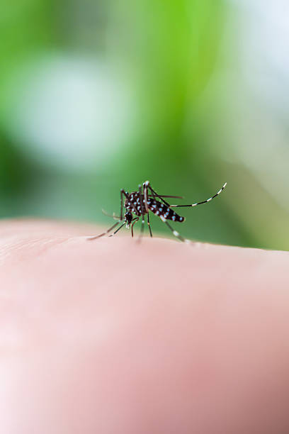 istock Aedes aegypti mosquitoes on human hand 2235648233