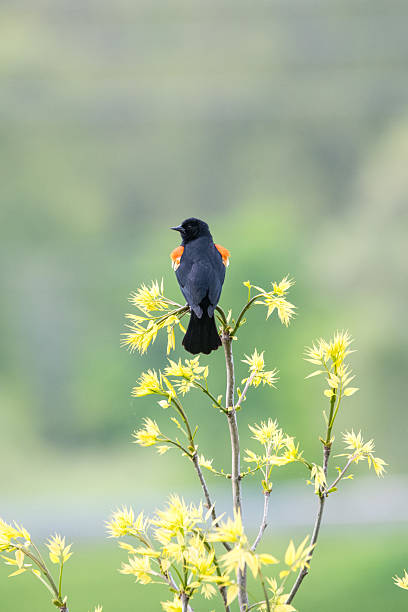 istock Red-winged Blackbird On Top of Tree 2235649580
