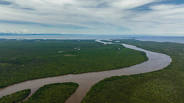 istock Mangroves in Borneo, Malaysia. 2235654357