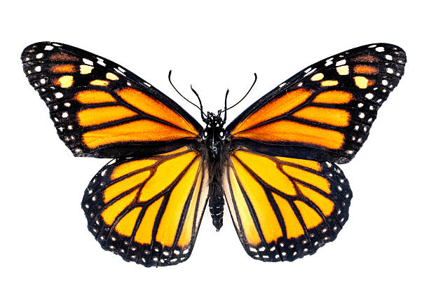 Pinned and mounted female monarch butterfly, Danaus plexippus, isolated on white.
