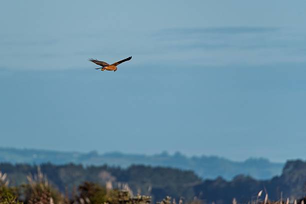 istock Northern Harrier gracefully over a scenic landscape 2235656275