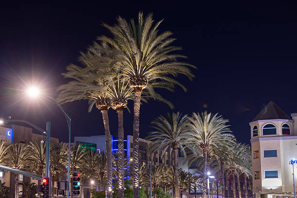 istock Night time Anaheim California Palm Trees 2235657212