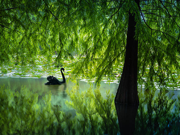 The metasequoia glyptostroboides wood in summer