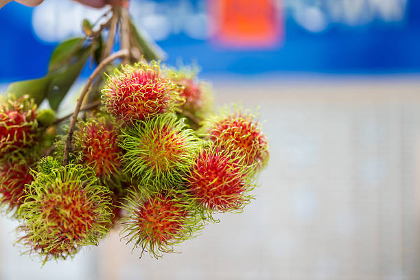 istock Red rambutan fruit. Fruits with soft thorns, red rambutan. 2235661683