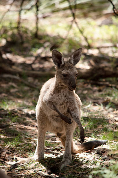 istock the joey is scratching its arm 2235663604