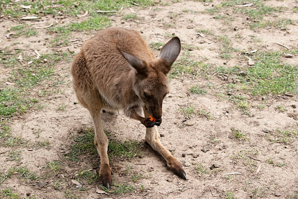 istock the joey western grey kangaroo is eating vegetables 2235663690