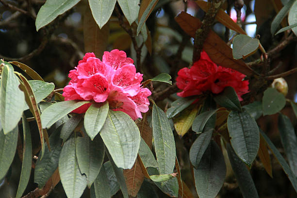 istock Red rhododendron blossoms in Tinjure, Nepal 2235666047