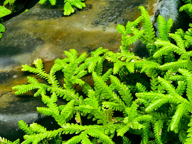 istock The Calm of Nature’s Backdrop 2235666064