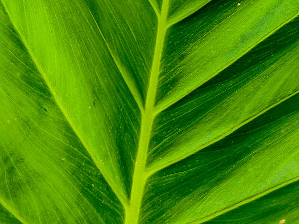 istock The Calm of Nature’s Backdrop 2235666099