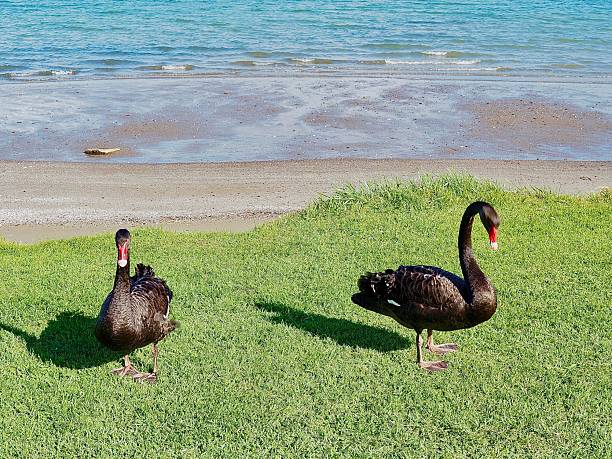 istock Two Black Swans standing on some grass overlooking a beach in Auckland 2235667068
