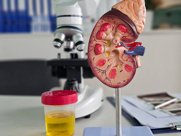 istock Detailed kidney model in a laboratory setting with microscope and urine sample 2235670800
